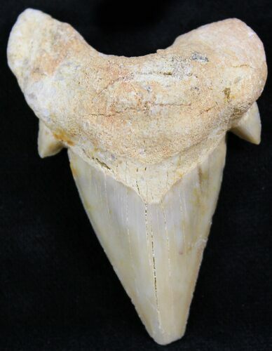 Otodus Shark Tooth Fossil - Eocene #26675